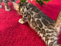 Safkan Show class bengal bebekler