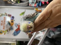 Ele omuza alıştırmalık yavru muhabbet kuşlarımız 