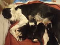yavrularımız rezerveye açılmıştır border collie