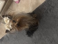 Teacup yorkshire terrier 1 yaşında erkek tuvalet eğitimli