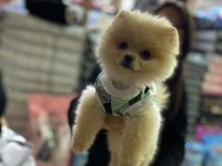 Pomeranian boo 60 günlük köpekler
