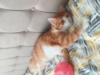 Acil 7 aylık kedimiz tarçına yuva arıyoruz