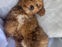Poodle Gibi Maltipoo Bebekler