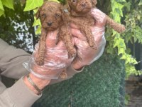 IRK VE SAĞLIK GARANTİLİ RED BROWN POODLE BEBEKLERİMİZ