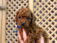 5 Haftalık Kore Poodle