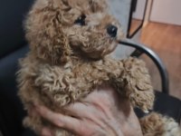 TOY POODLE KÖPEKLER