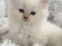 2 aylık orijinal british longhair