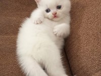 50 GÜNLÜK MİNNOŞ KEDİLER