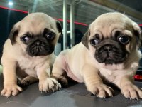 Muhteşem Pug Mops Bebek Köpekler