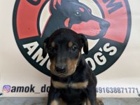Doberman European