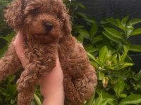 Sağlıklı SEVİMLİ EV ORTAMINDAN TOY POODLE YAVRULARIMIZ
