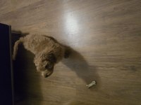 55 günlük toy poodle erkek