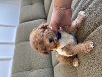 Minik maltipoo yavrum Dobby