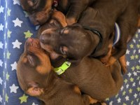Profesyonel üretim çiftliğinden doberman yavrular
