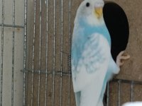 Yavru muhabbet kuşları 2 aylık