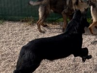 Solite black workingline alman çoban köpeği 6 aylık eğitimli