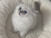 1,5 Aylık Oyuncu Dişi British Longhair Silver Point Yavru
