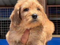 Sevimli Maltipoo yavrularımız