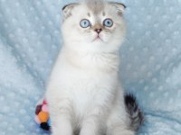 İlkbaharın en güzel scottish fold yavrusu