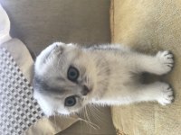 British longhair erkek