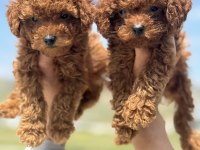 Ankaranın en seçkin toy poodle yavruları