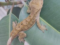3 yaşında erkek crested gecko