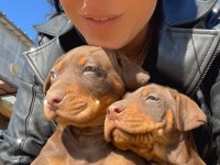 Doberman yavrularım sağlık ve ırk garantilidir