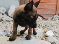 Agresif ve sinirli yavrular belçika kurdu