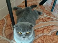Scottish Fold Kediler