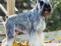 FCI şecereli Miniatute Schnauzer yavruları