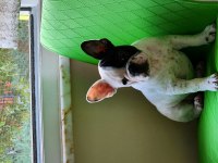 Fransız bulldog yavrularımız yeni yuvalarına hazırlar