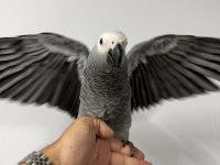 ZEYTİN GÖZ YAVRU JAKO BELGELİ