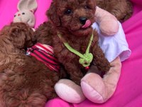 Orijinal toy poodle bebekler