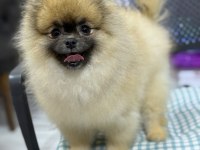 AYI SURAT POMERANİAN BOO