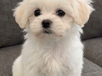 Maltese Terrier Xs Teacup Sıfır No Ev Doğumlu