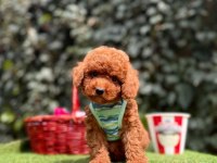 Poodle köpeği yavrular