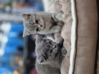 Orjinal British Shorthair Sağlıklı 2 Aylık Yavrular