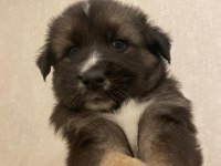HUSKY ALMAN KURDU KIRMASI