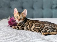 Üst kaliteli Bengal erkek