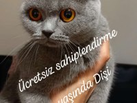 Ücretsiz dişi british shorthair