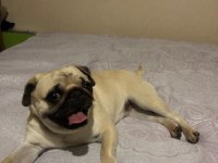 Pug cinsi köpeğim sahiplendirilecektir