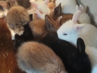 RENK RENK YAVRU TAVŞAN YAVRULARI