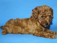 Tea Cup Toy Poodle Yavru