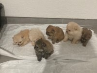 Ultra Kalite Pomeranian Boo Yavrularımız