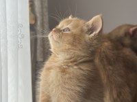 British shorthair