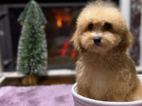 SEVİMLİ MALTİPOO YAVRULARIMIZ