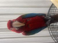 ARA MACAW PAPAĞANI