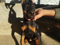 Üst kalite erkek doberman yavrularımız