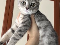 British shorthair 3,5 aylık