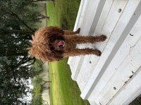 12-13 aylık Toy Poodle dişi